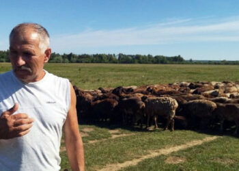 Пастир от област Донецк транспортира стадо от 400 овце до Волин