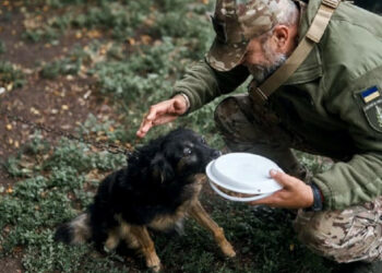 Резултати от 161-те дни на войната: нашите победи и загуби