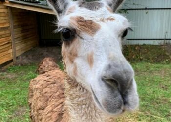 «Ми евакуювали цілий зоопарк»