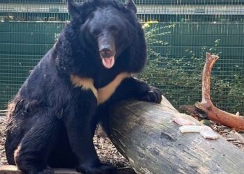 Постраждалого через війну ведмедя з Донеччини забрав шотландський зоопарк