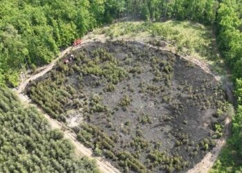 Волонтери висадять новий ліс на місці згорілого внаслідок падіння Shahed на Львівщині