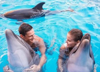 Скандальний одеський дельфінарій працює в Росії та курується ексдепутатом пропутінської партії