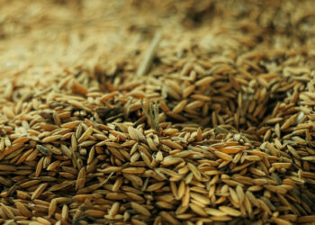 Okupanti vytvořili samostatnou společnost na krádež ukrajinského obilí