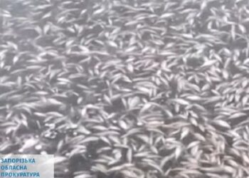 Ruské ostřelování HPP Kachovka vedlo k masivnímu úhynu ryb