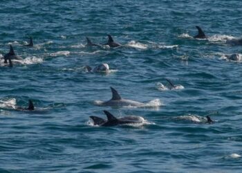 Росія використовує тренованих дельфінів для захисту Чорноморського флоту, – британська розвідка