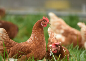 Na peradarskoj farmi Chornobaivska u regiji Kherson uginulo je 4 milijuna pilića