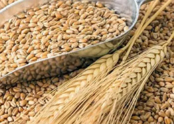 Rusija je uklonila najmanje 400 tisuća tona s okupiranih područja Ukrajine. tone žita