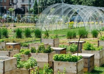 Вирощують всі: як нам допоможуть міські городи і ферми