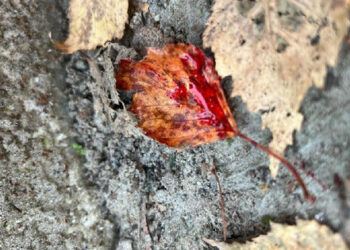 Ресейлік дрон Суми облысындағы дүкеннің жанында үш баланың анасын өлтірді