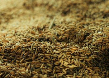 Луганск облысындағы орыс әскерлері миллион тоннадан астам астық ұрлап кетті