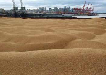 Украина елшісі Түркия Ресей ұрлаған украиндық астықты сатып алғанын айтты