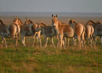 Росія встановила окупаційну адміністрацію в заповіднику «Асканія-Нова»