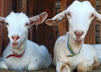 Як еко-ферма «Лиманська коза» на Станіславських кручах пережила окупацію і працює під обстрілами