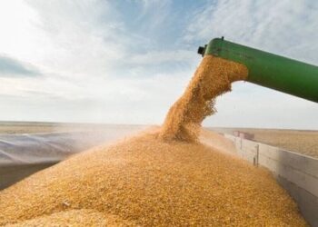 Росіяни заробили на викраденому українському зерні 1 млрд доларів, – WSJ