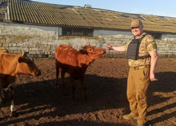 Drohobycz uratowali ponad 130 krów ze strefy działań wojennych