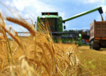 Rosjanie ukradli 200 tysięcy rubli. ton zboża w firmie rolniczej Achmetowa