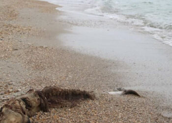 Z powodu działań Rosjan na Morzu Czarnym zginęło kilka tysięcy delfinów