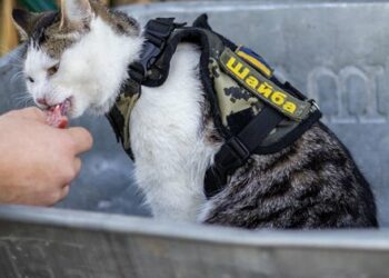 Wyniki 356. dnia wojny: nasze zwycięstwa i straty