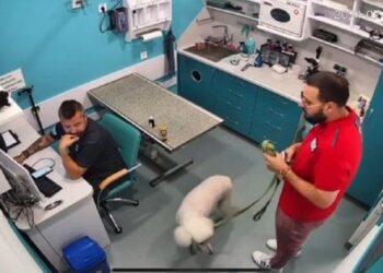 Клієнт ветклініки в Одесі обматюкав лікаря-ветерана, побачивши його протези