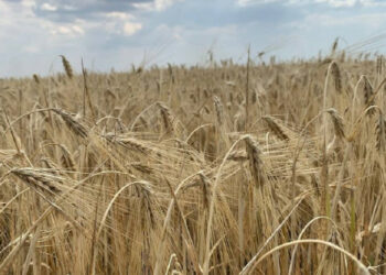 Rusi na meti dve kombinacije na polju u regionu Dnipropetrovsk