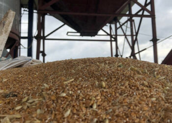 Rusi su odneli 100.000 tona u Siriju. tone žita ukradene u Ukrajini