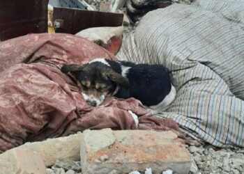 Собака Ельза спить на руїнах знищеного російською ракетою будинку на Львівщині. Фото дня