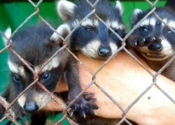 У зоопарку «Казкова діброва» у Новій Каховці загинули майже всі тварини