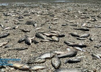 Через підрив Каховської ГЕС на Дніпропетровщині загинуло понад 850 кг риби (фото, відео)