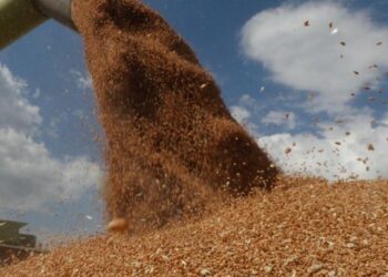 Білий дім озвучив запасний план експорту українського зерна