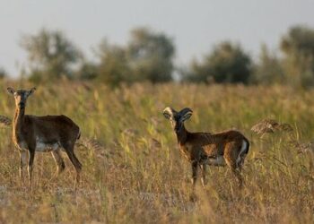 Пожежа знищила всю заповідну зону острова Джарилгач на Херсонщині