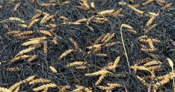 V Zaporozhyeju so vsiljivci uničili do 40 tisoč ton žita.