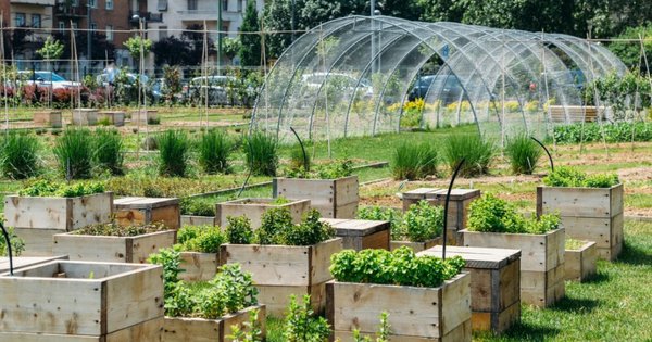 Вирощують всі: як нам допоможуть міські городи і ферми