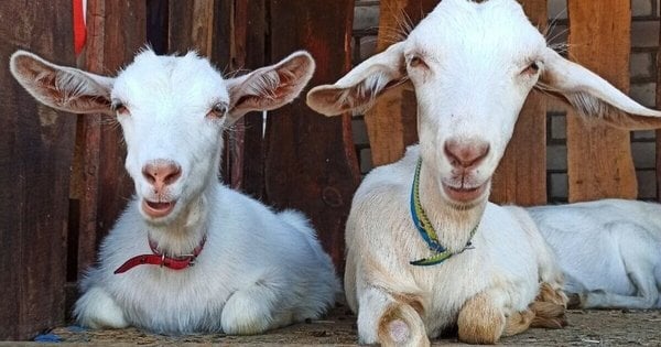 Історія еко-ферми з Херсонщини, яка переїжджала з-під обстрілів