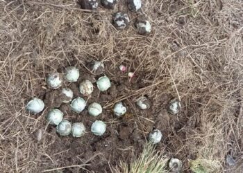 Росіяни дистанційно замінували кульковими бомбами територію на півночі Сумщини