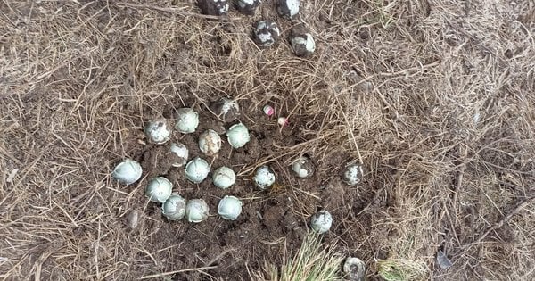 Росіяни дистанційно замінували кульковими бомбами територію на півночі Сумщини