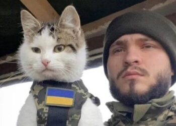 Тварини на роботі: як коти і собаки служать в МЗС, на Укрзалізниці та в армії