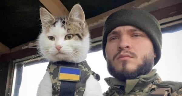 Тварини на роботі: як коти і собаки служать в МЗС, на Укрзалізниці та в армії