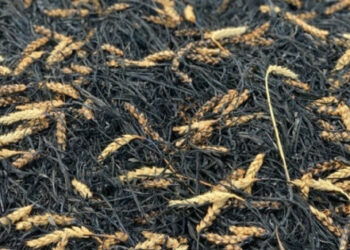 V Záporoží okupanti zničili až 40 000 ton obilia