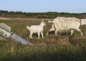 До Дня Землі на всіх континентах пройдуть акції проти екологічних злочинів РФ в Україні